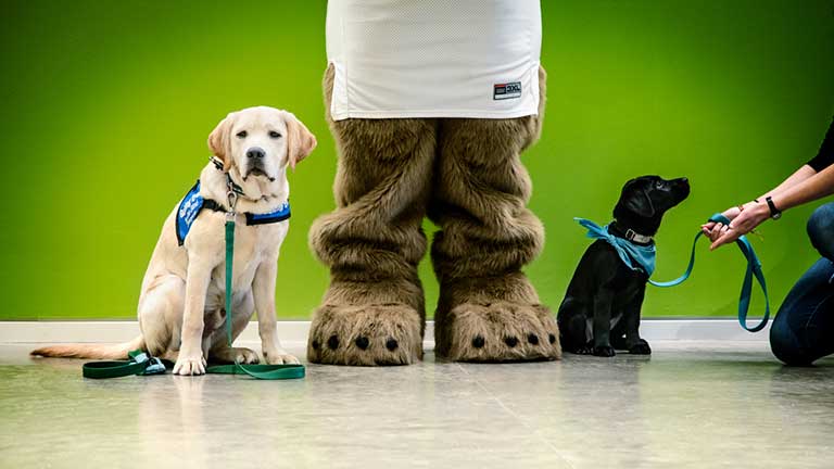 Two guide dogs in training stand around the feet of Cornell's mascot, Touchdown the bear